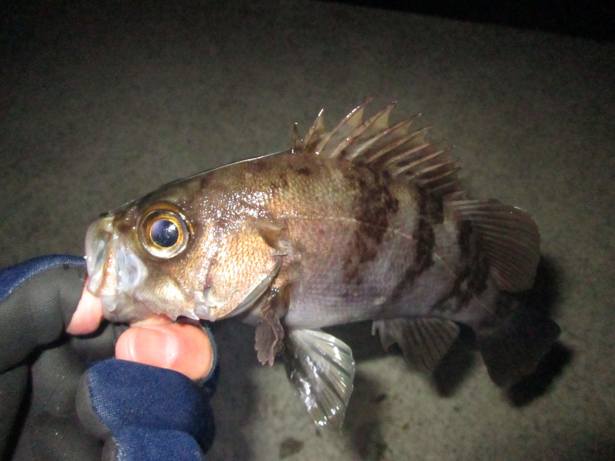 メバルの釣り方を忘れた おやじのメバル日記